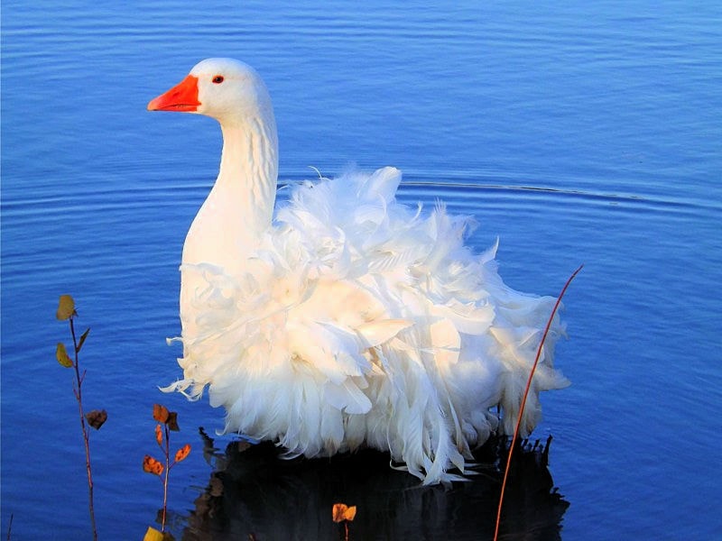 Award-winning photograph by Tom Dockham