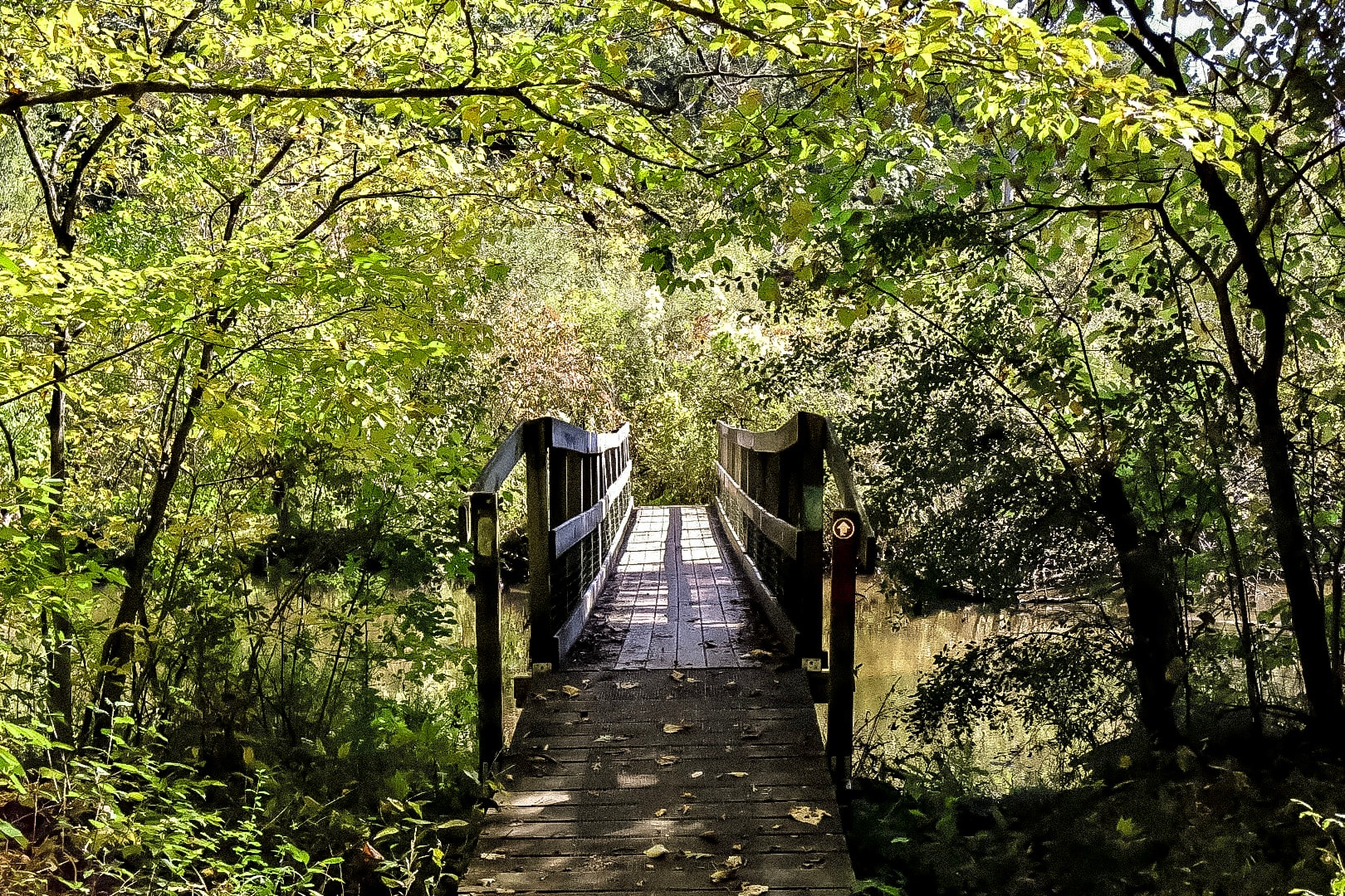 Landscape photography — waterfall and forest